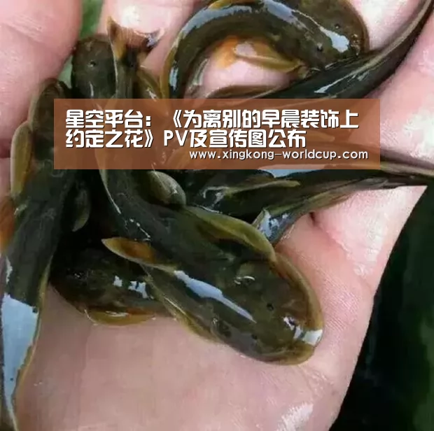 星空平台:《为离别的早晨装饰上约定之花》PV及宣传图公布(图1) 星空直播
